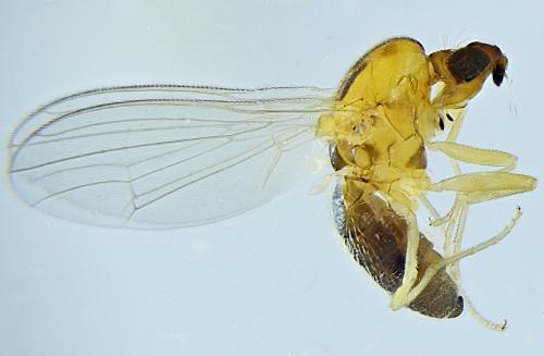Réf. 294 888 : Chamaepsila ephippium